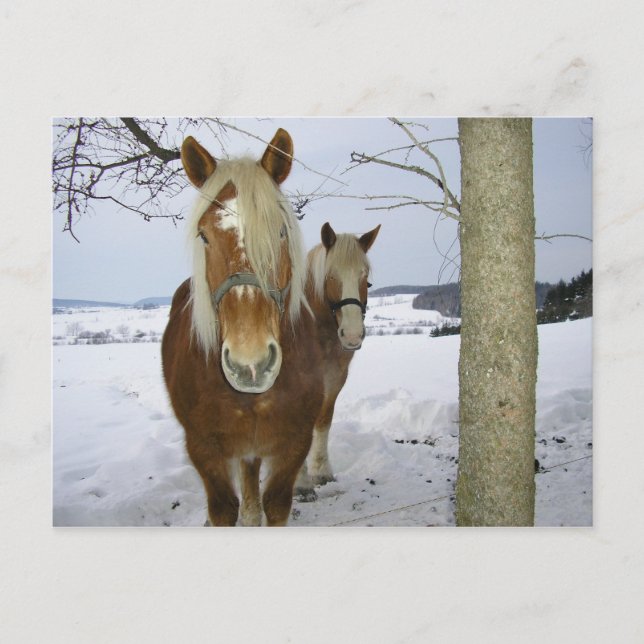 Pferde im Schnee Postkarte (Vorderseite)