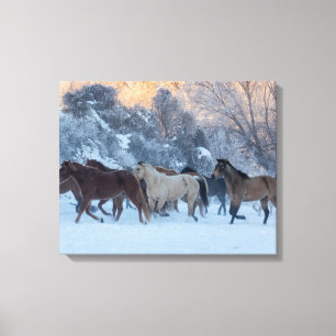 Pferde im Winter auf der Hideout Ranch Leinwanddruck