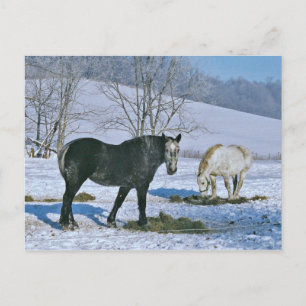 Pferde im Winter Weideland Postkarte