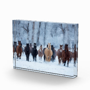 Pferde in der Kälte Fotoblock