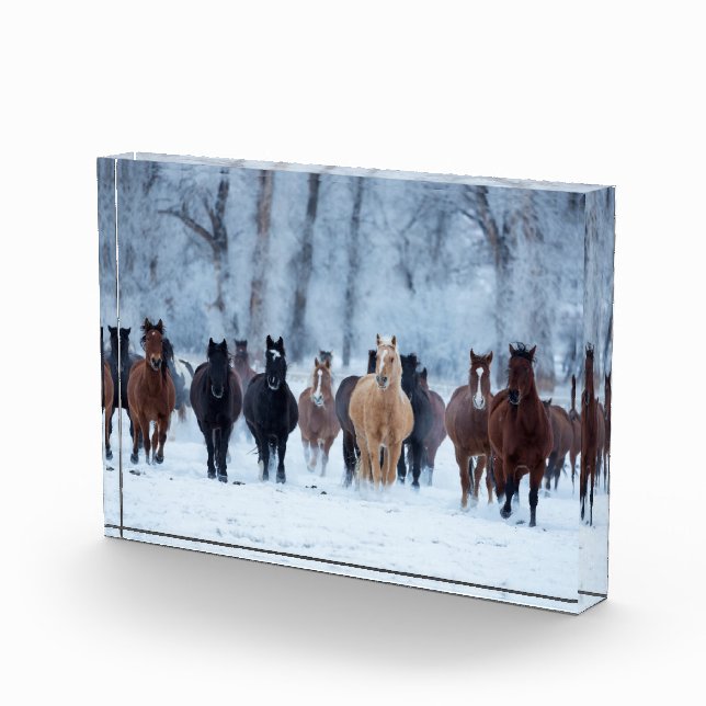 Pferde in der Kälte Fotoblock (Rechts)