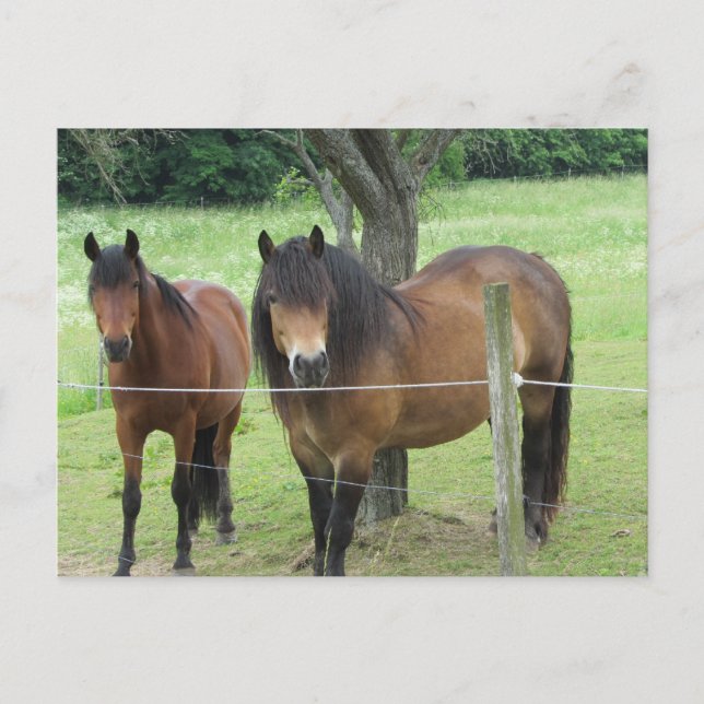 Pferde in der Weide Postkarte (Vorderseite)