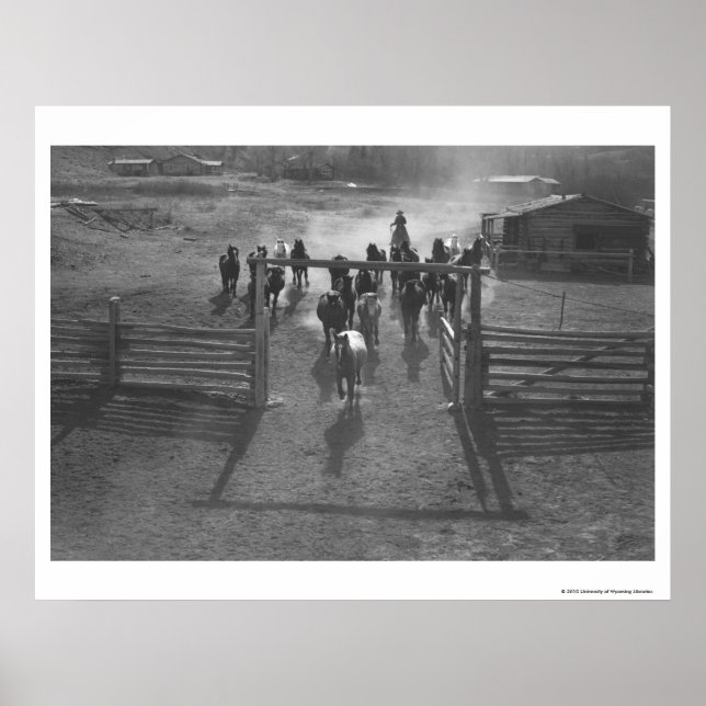 Pferde in die Koralle Poster (Vorne)