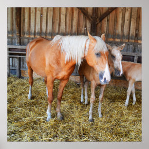 Pferde in einem Stall Poster
