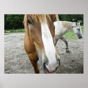 Pferde in Ocala, Florida Art Poster