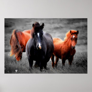 Pferde in Teilfarbfotografie Poster