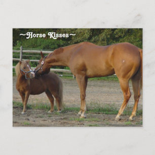 Pferde Kisses Postcard Postkarte