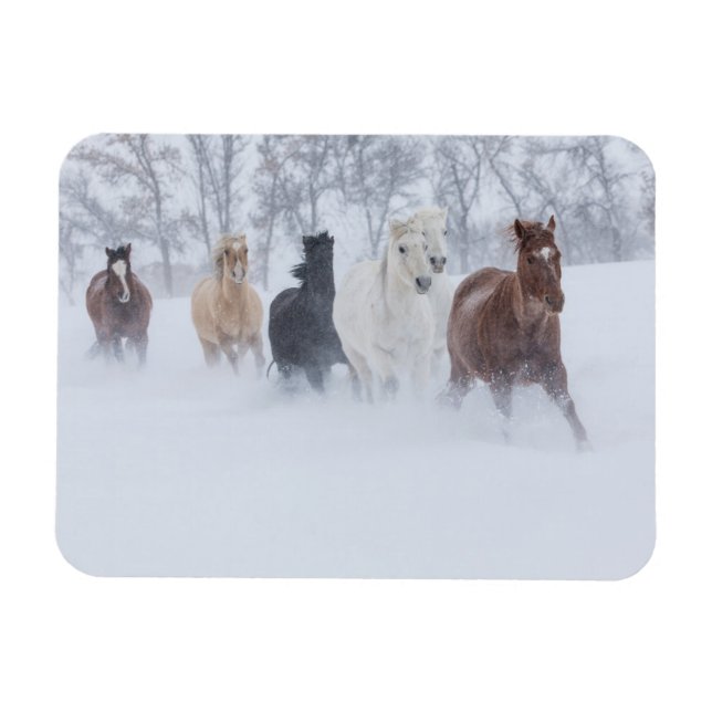 Pferde laufen durch den Schnee Magnet (Horizontal)