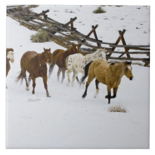 Pferde laufen im Schnee Fliese