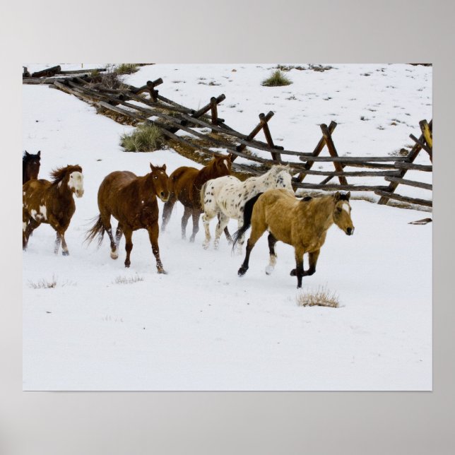 Pferde laufen im Schnee Poster (Vorne)