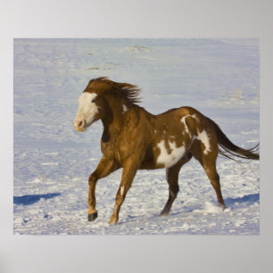 Pferde laufen im Schnee Poster