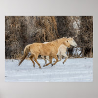 Pferde laufen im Schnee