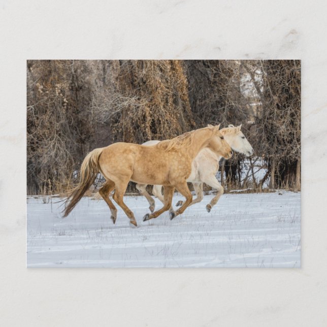 Pferde laufen im Schnee Postkarte (Vorderseite)