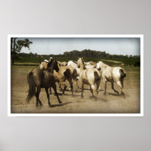 Pferde laufen poster