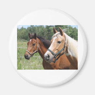Pferde Magnet