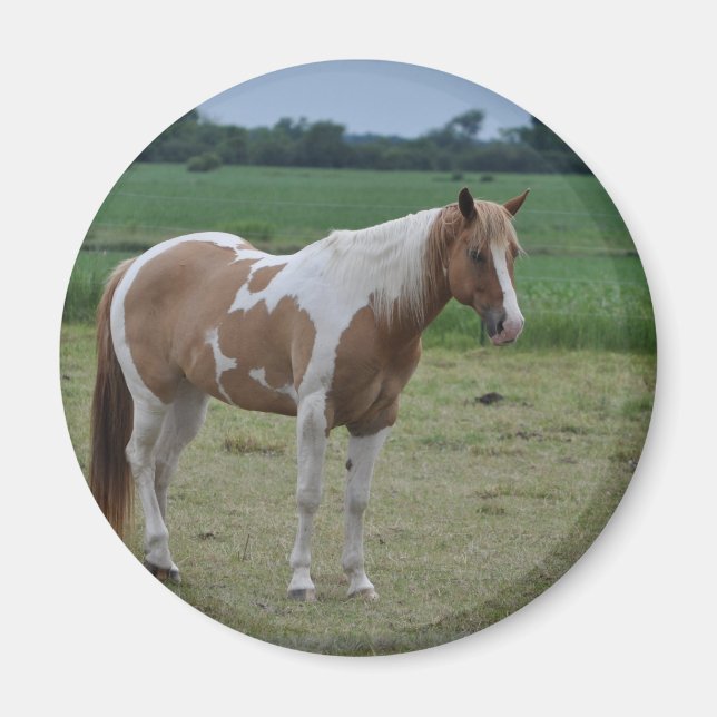 Pferde Magnet (Vorne)