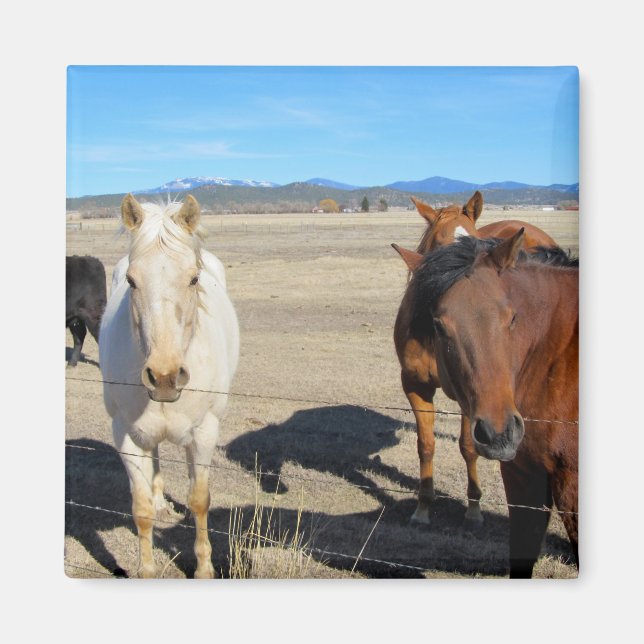 Pferde Magnet (Vorne)