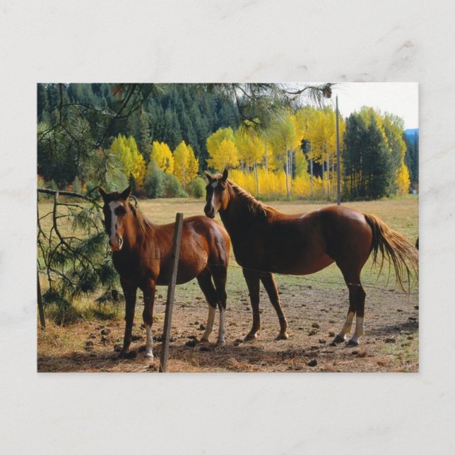 Pferde mit gelben Bäumen Postkarte (Vorderseite)
