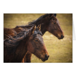 Pferde nebeneinander