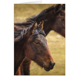 Pferde nebeneinander