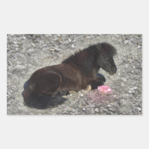 Pferde Pony Shetty Animal Minihoro Rechteckiger Aufkleber