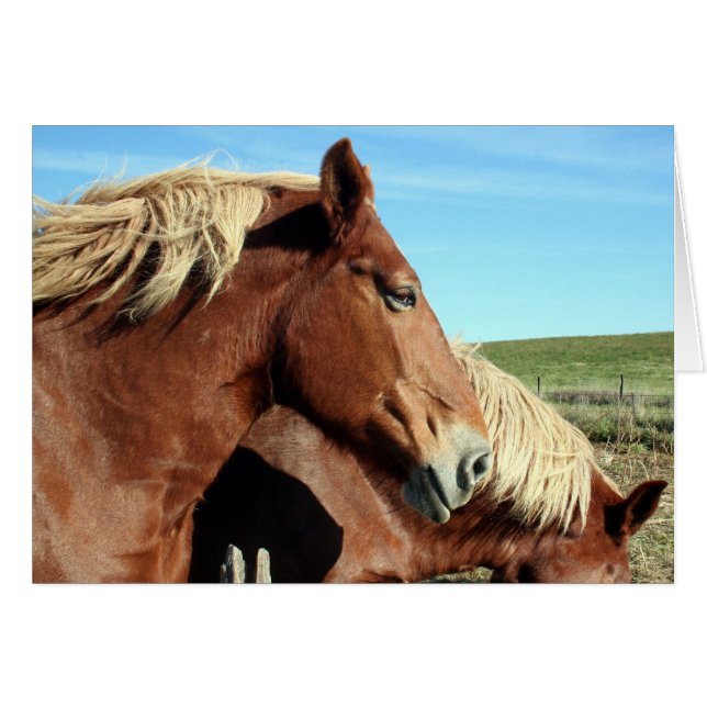 Pferde Portriat (Vorderseite (Horizontal))