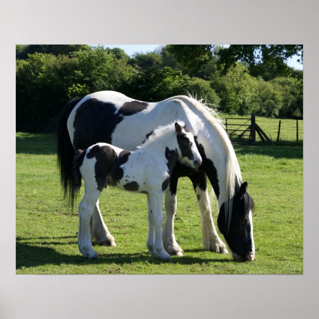 Pferde Poster (Vorne)