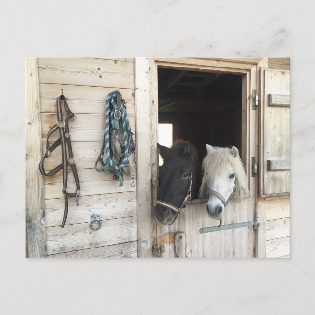 Pferde Postkarte (Vorderseite)