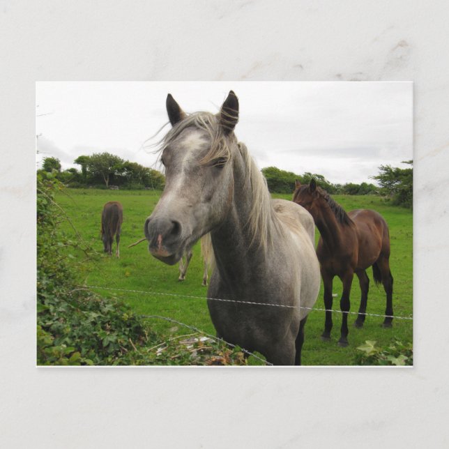 Pferde Postkarte (Vorderseite)