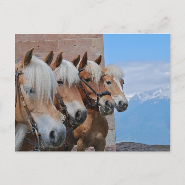 PFERDE POSTKARTE (Vorderseite)