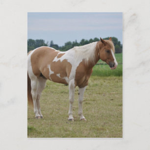 Pferde Postkarte