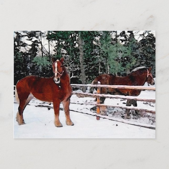 Pferde Postkarte (Vorderseite)