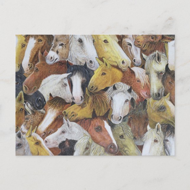 Pferde Postkarte (Vorderseite)