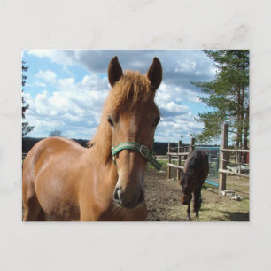 Pferde Postkarte