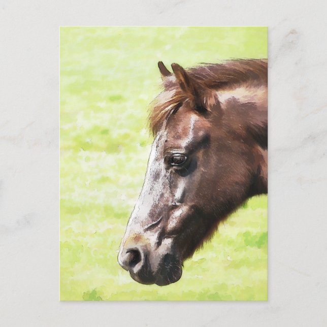 PFERDE POSTKARTE (Vorderseite)