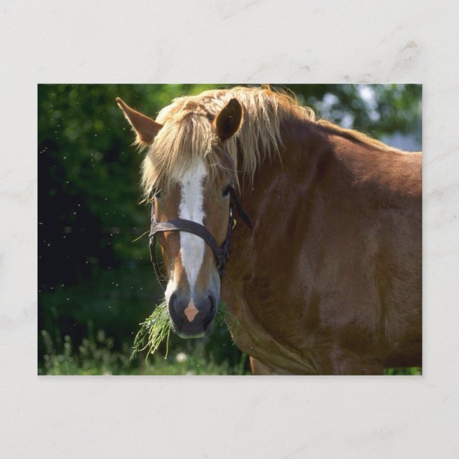 Pferde Postkarte (Vorderseite)