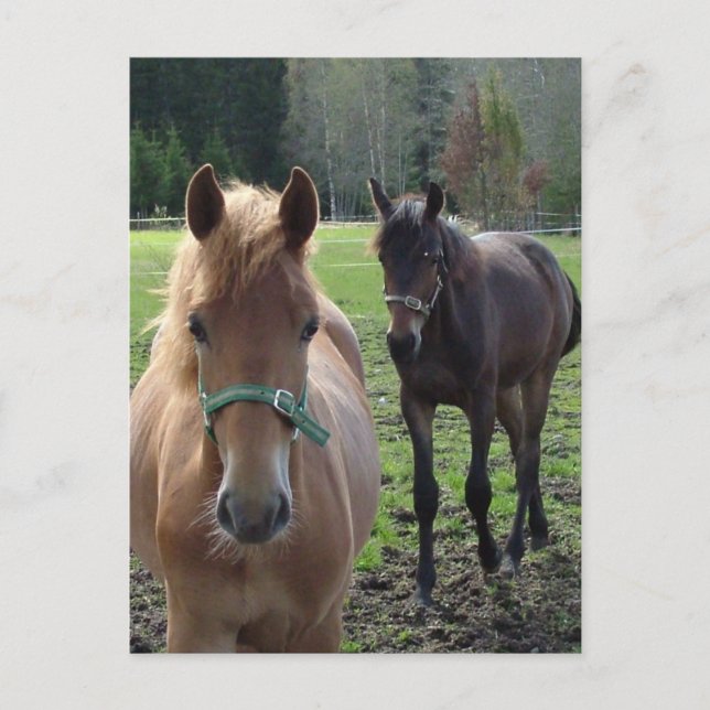 Pferde Postkarte (Vorderseite)