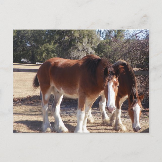 Pferde Postkarte (Vorderseite)