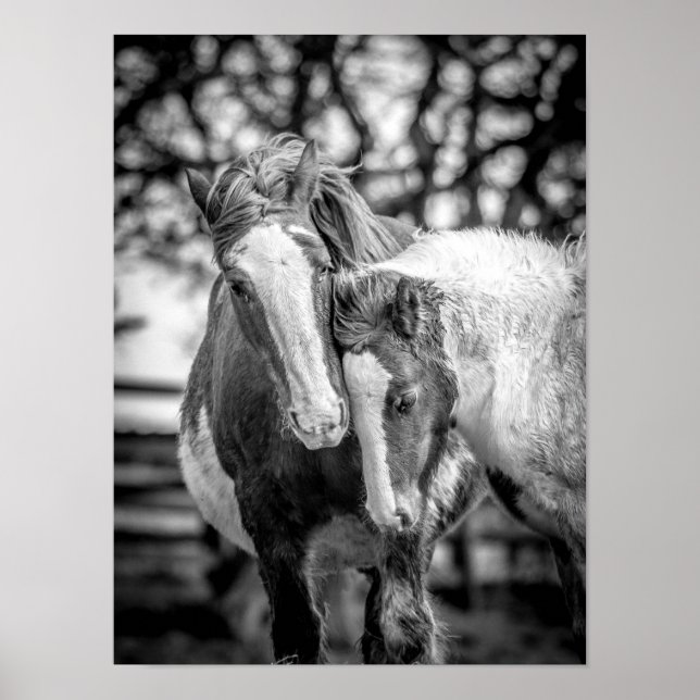 Pferde Print/Poster Poster (Vorne)