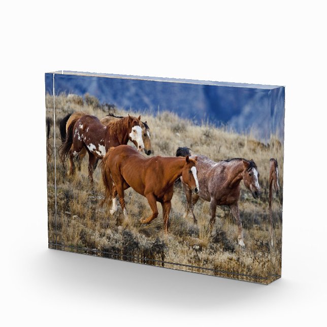 Pferde Roaming in den Hügeln Fotoblock (Rechts)