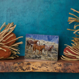 Pferde Roaming in den Hügeln Fotoplatte