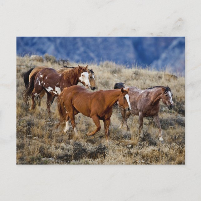 Pferde Roaming in den Hügeln Postkarte (Vorderseite)