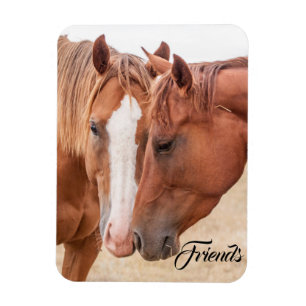 Pferde schmusen auf einer Weide Magnet