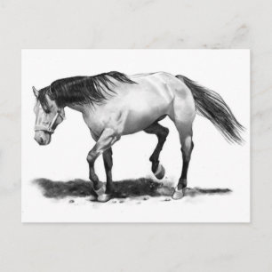 PFERDE, STALLION, PENCIL ART REALISMUS POSTKARTE