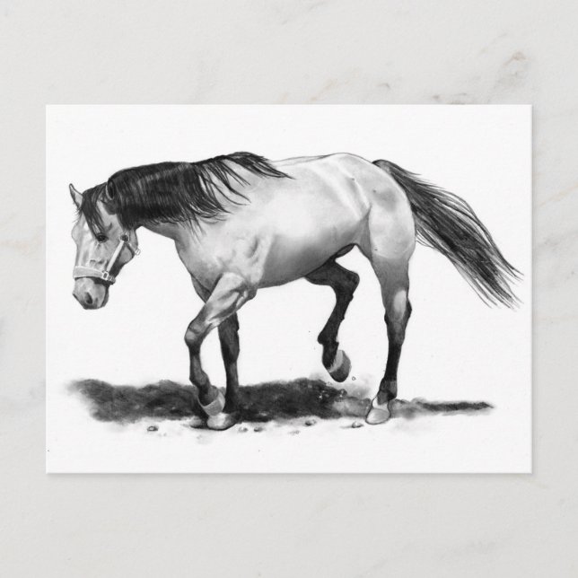 PFERDE, STALLION, PENCIL ART REALISMUS POSTKARTE (Vorderseite)