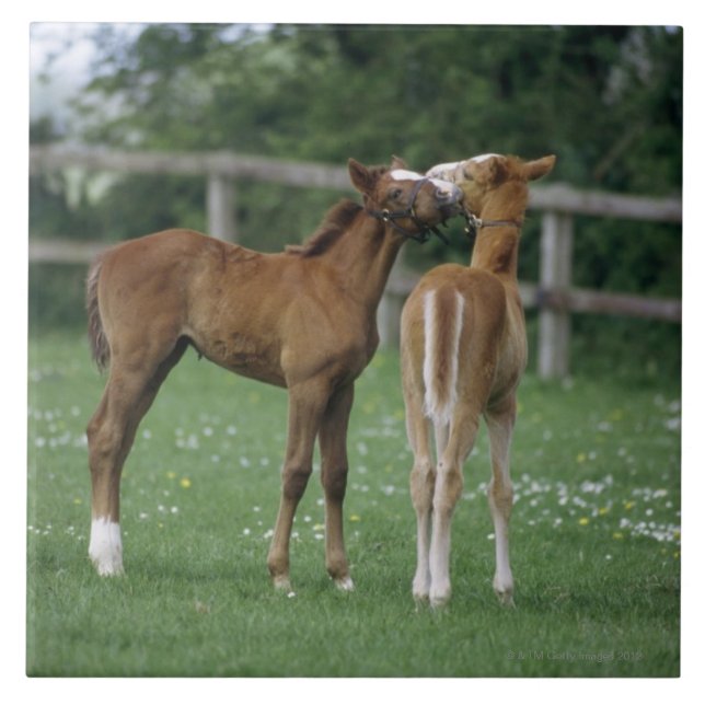 Pferde - Thoroughbreds, Fohlen, Fliese (Vorderseite)