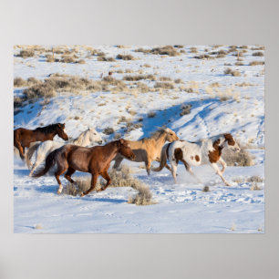 Pferde-Treck im Winter auf der Hideout Ranch Poster