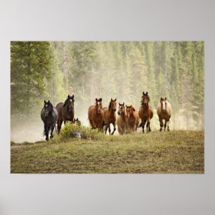 Pferde überqueren einen kleinen Hügel während des  Poster
