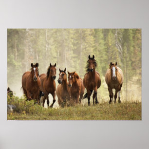 Pferde überqueren einen kleinen Hügel während des  Poster