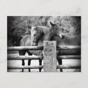 Pferde Umarmung - Pferde Liebe Fotografie Postkarte